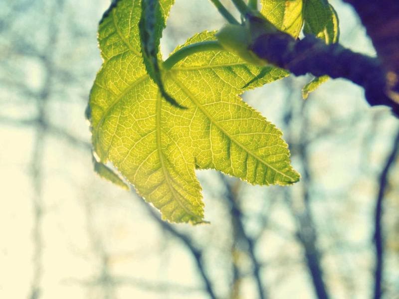 Al Hambra 1st Avenue Apt. 1