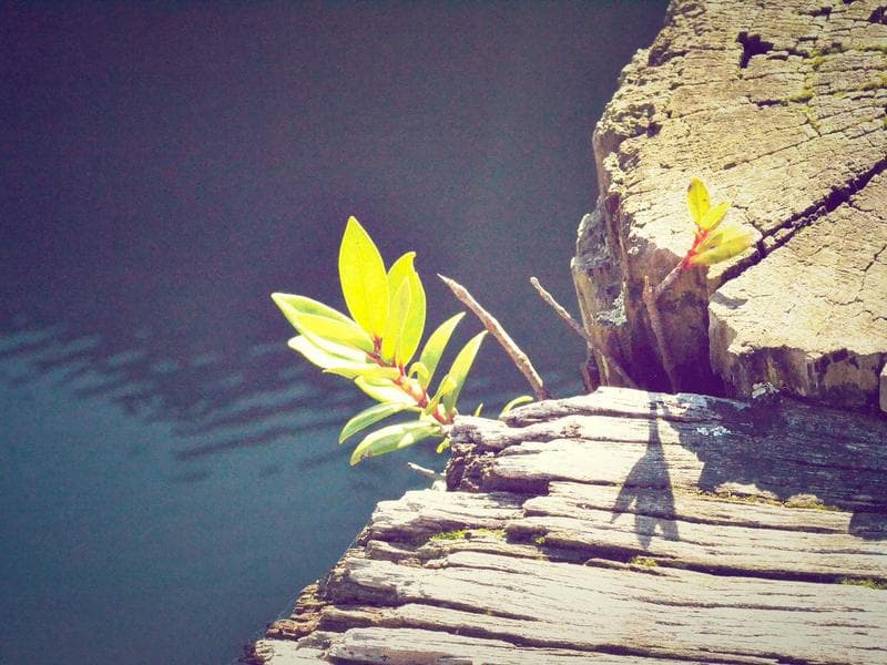 Cleopatra Beach Resort Apt. 3