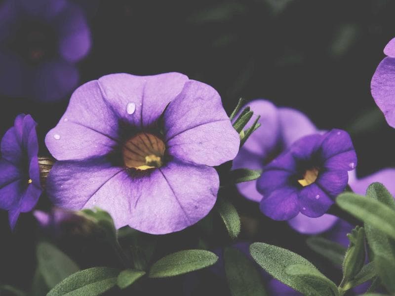 Old Market Suites Apt. 5